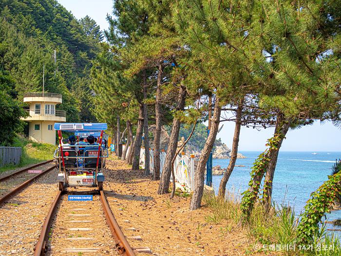 [C-204] 삼척 맹방 유채꽃축제+삼척 해양레일바이크