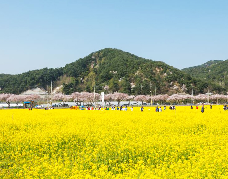 [C-204] 삼척 맹방 유채꽃축제+삼척 해양레일바이크