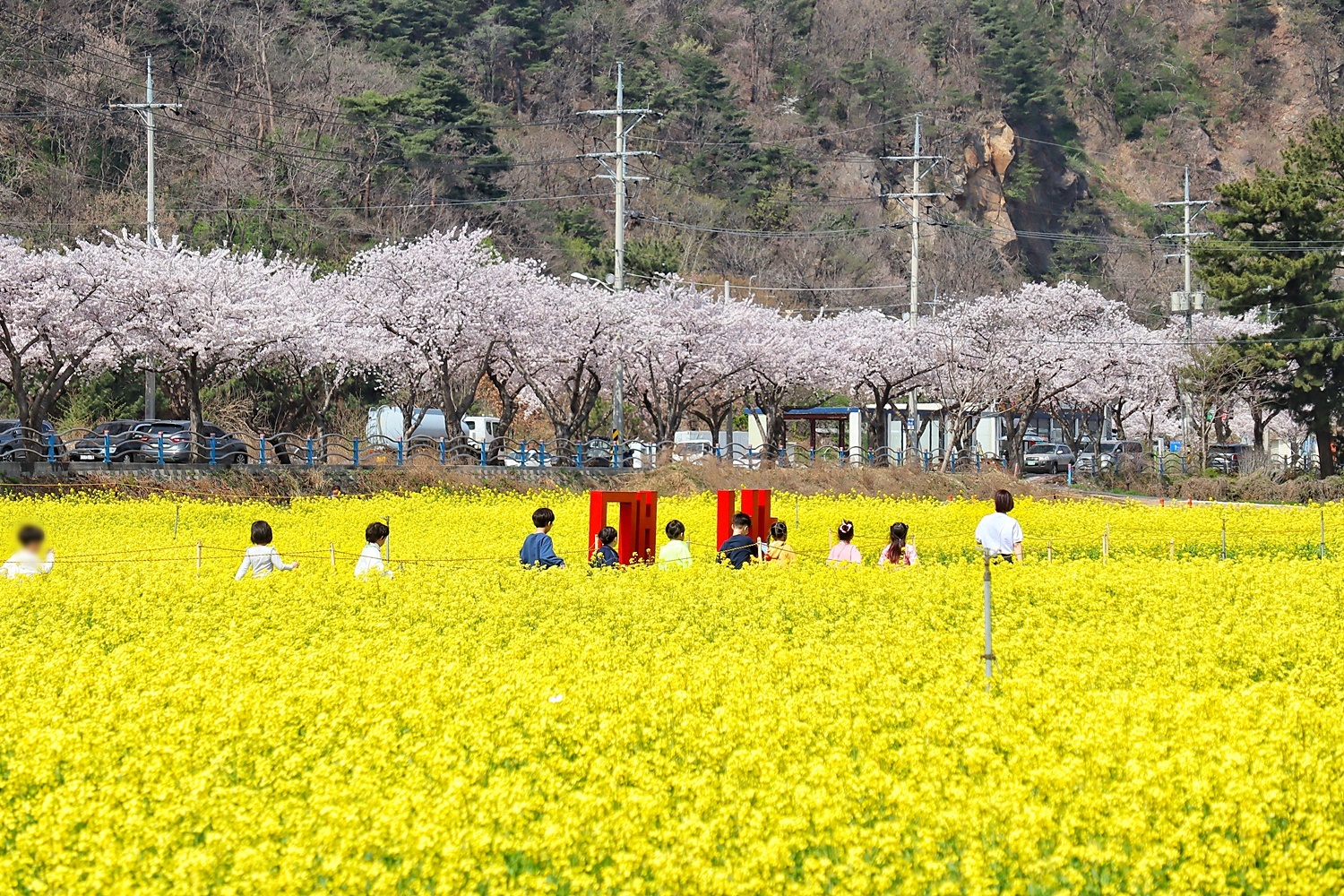 [C-204] 삼척 맹방 유채꽃축제+삼척 해양레일바이크