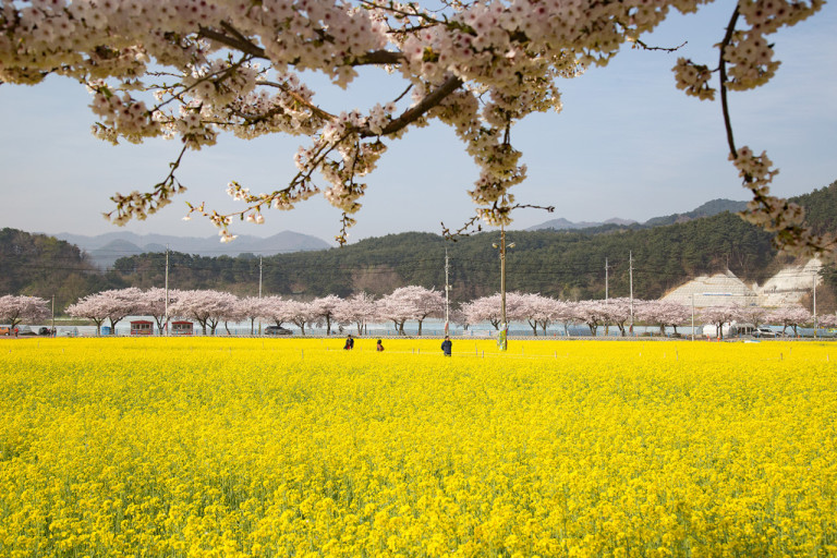 [C-204] 삼척 맹방 유채꽃축제+삼척 해양레일바이크