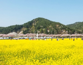 [C-204] 삼척 맹방 유채꽃축제+삼척 해양레일바이크