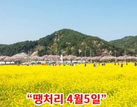 [C-204] 삼척 맹방 유채꽃축제+삼척 해양레일바이크