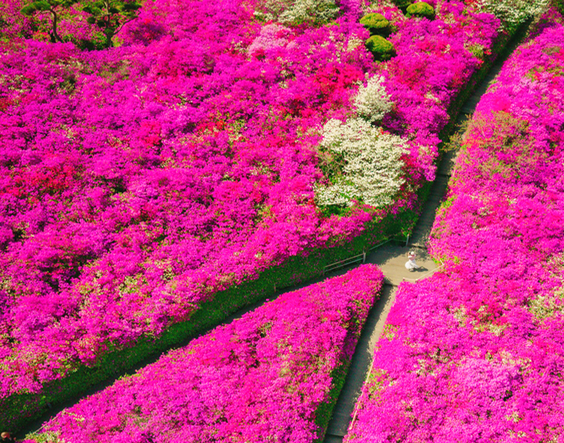 [C-205] 추천코스 완주 영산홍&철쭉 꽃동산+완주 카페+대아수목원