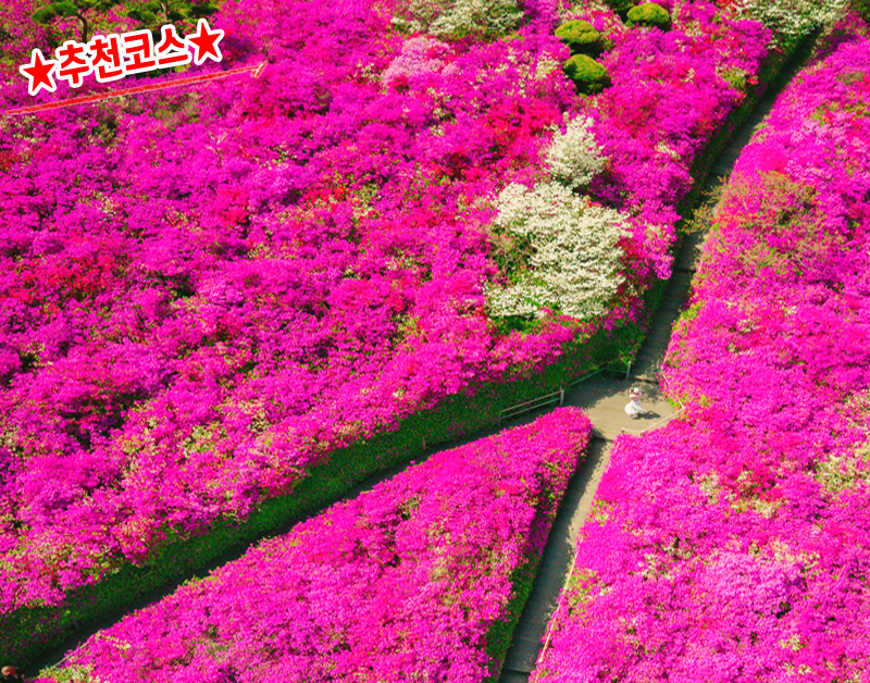 [C-205] 추천코스 완주 영산홍&철쭉 꽃동산+완주 카페+대아수목원