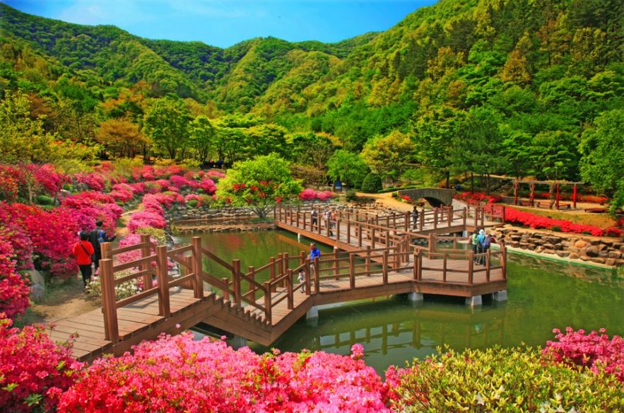 [C-205] 추천코스 완주 영산홍&철쭉 꽃동산+완주 카페+대아수목원