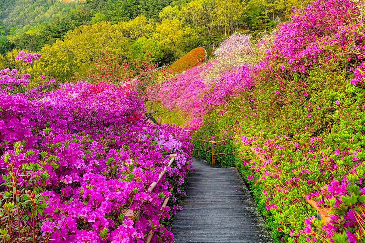 [C-205] 추천코스 완주 영산홍&철쭉 꽃동산+완주 카페+대아수목원
