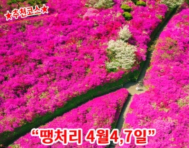 [C-205] 추천코스 완주 영산홍&철쭉 꽃동산+완주 카페+대아수목원
