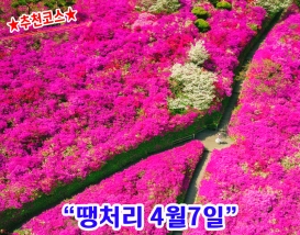 [C-205] 추천코스 완주 영산홍&철쭉 꽃동산+완주 카페+대아수목원