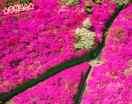 [C-205] 추천코스 완주 영산홍&철쭉 꽃동산+완주 카페+대아수목원