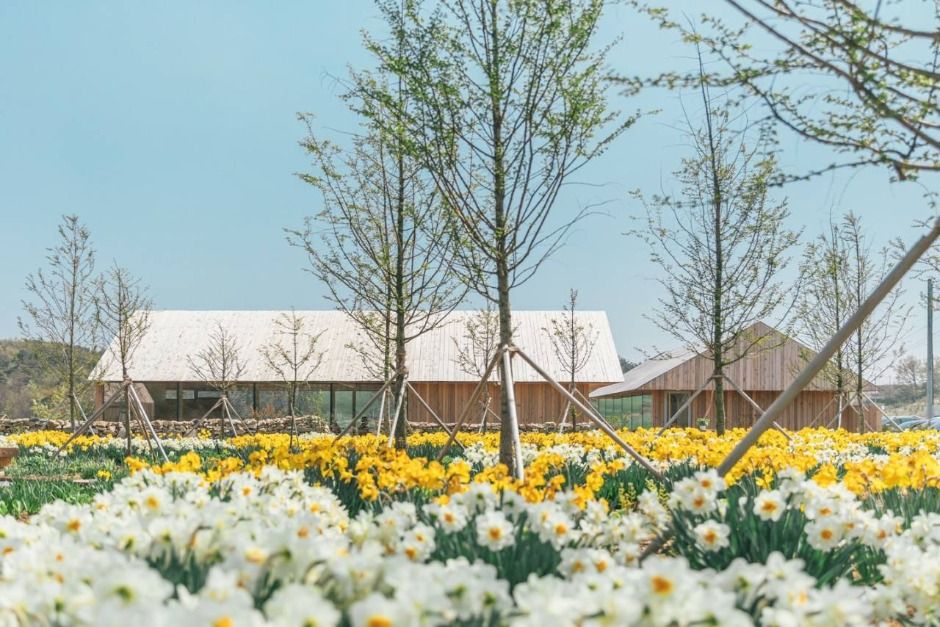 [C-206B] 추천코스 예산 체리따기체험+아그로랜드 수레국화+백설농부 카페