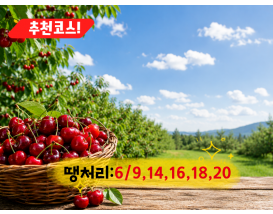[C-206B] 추천코스 예산 체리따기체험+아그로랜드 수레국화+백설농부 카페