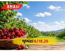 [C-206B] 추천코스 예산 체리따기체험+아그로랜드 수레국화+백설농부 카페