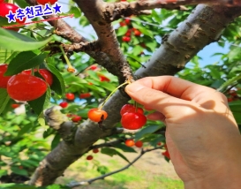 [C-206B] 추천코스 예산 체리따기체험+아그로랜드 수레국화+백설농부 카페