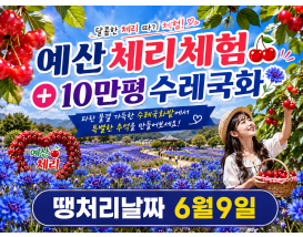 [C-206B] 추천코스 예산 체리따기체험+아그로랜드 수레국화+백설농부 카페