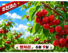 [C-206B] 추천코스 예산 체리따기체험+아그로랜드 수레국화+백설농부 카페