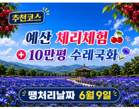 [C-206B] 추천코스 예산 체리따기체험+아그로랜드 수레국화+백설농부 카페