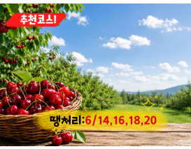 [C-206B] 추천코스 예산 체리따기체험+아그로랜드 수레국화+백설농부 카페