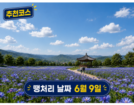 [C-206B] 추천코스 예산 체리따기체험+아그로랜드 수레국화+백설농부 카페