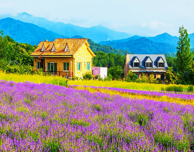 [C-208] 고성 하늬 라벤더팜+통일전망타워+금강산 화암사