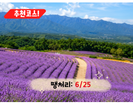 [C-208] 추천코스 고성 하늬 라벤더팜+통일전망타워+금강산 화암사