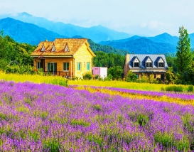 [C-208] 고성 하늬 라벤더팜+통일전망타워+금강산 화암사