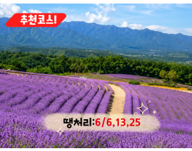 [C-208] 추천코스 고성 하늬 라벤더팜+통일전망타워+금강산 화암사