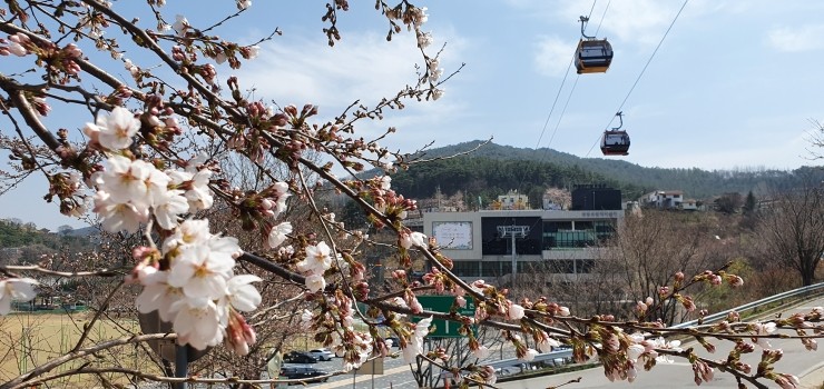 [C-211A] 제천 청풍호반 케이블카+배론성지 봄꽃+비룡담저수지