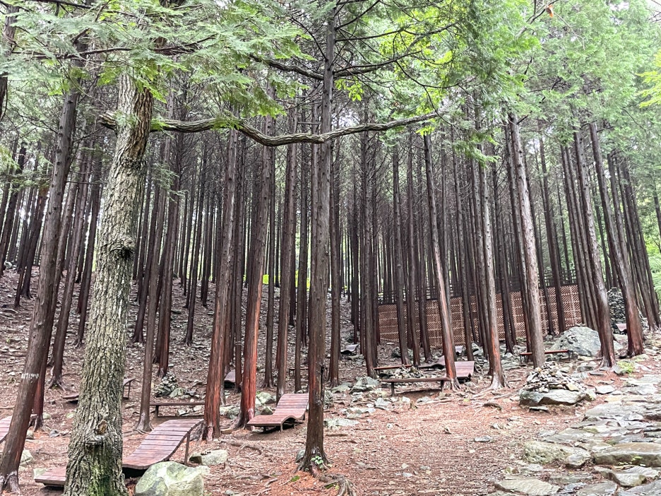 [C-214] 부여 궁남지 연꽃축제+개화예술공원+성주산 자연휴양림