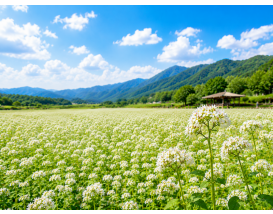 [C-215] 청주 추정리 메밀밭+미동산수목원+상당산성
