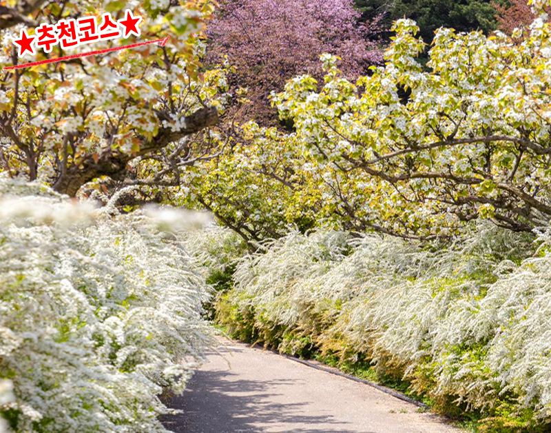 [C-216A] 보령 무궁화수목원 배꽃&조팝축제+홍성 죽도