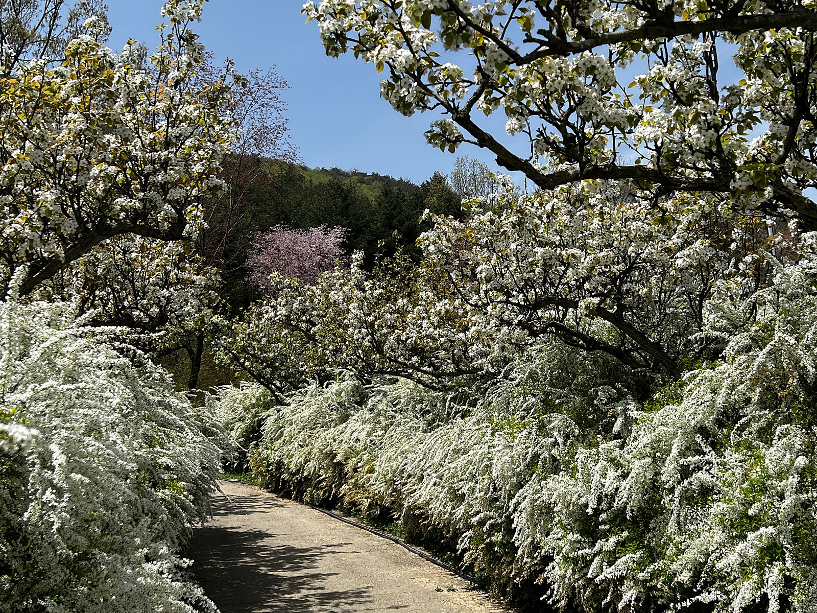 [C-216A] 보령 무궁화수목원 배꽃&조팝축제+홍성 죽도