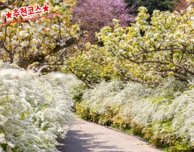 [C-216A] 보령 무궁화수목원 배꽃&조팝축제+홍성 죽도