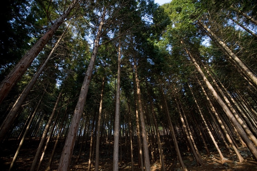 [C-216B] 보령 청보리여행+성주산자연휴양림 편백숲+제육돌솥쌈밥 특식