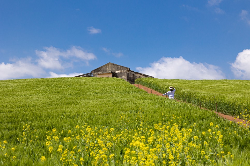 [C-216B] 보령 청보리여행+성주산자연휴양림 편백숲+제육돌솥쌈밥 특식