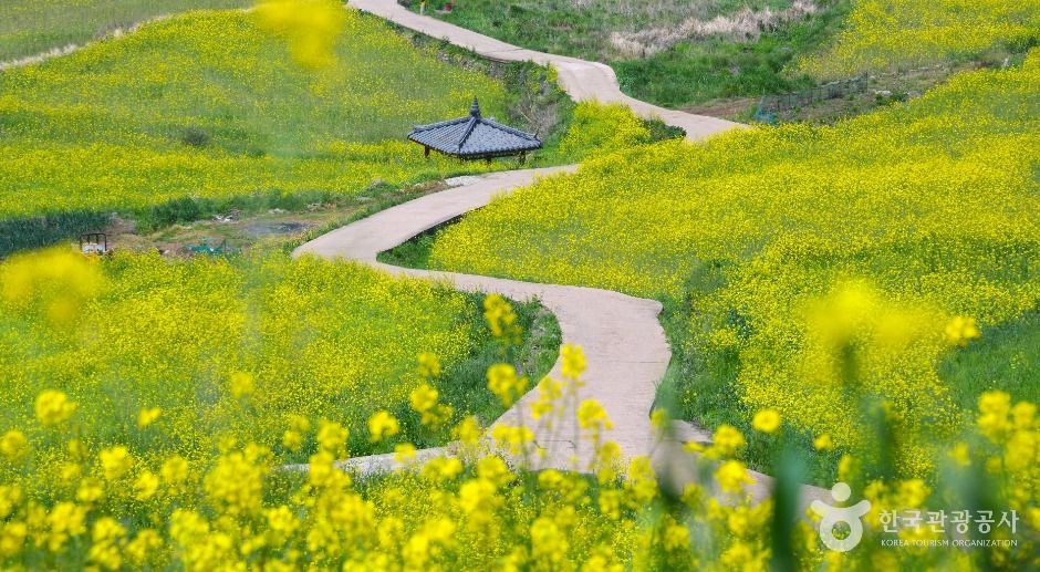 [C-21A] 슬로우시티 청산도 무박+완도 일출+완도타워