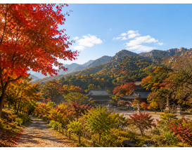 [C-28C] 옥천의 부소담악이 보이는 수생식물원+보은대추축제+속리산의 세조길&법주사 로 떠나는 힐링여행