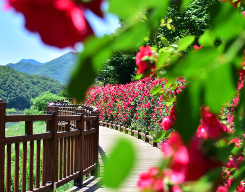 [C-29B] 단양 소금정 장미터널+만천하스카이워크+구경시장