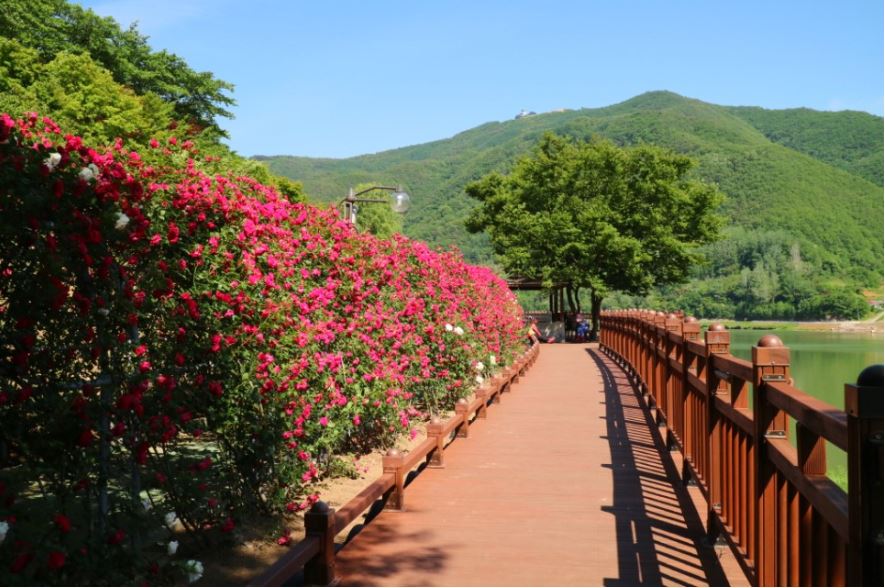 [C-29B] 단양 소금정 장미터널+만천하스카이워크+구경시장