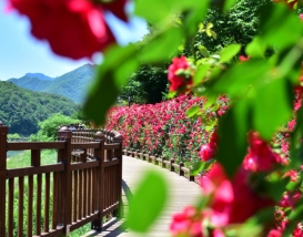 [C-29B] 단양 소금정 장미터널+만천하스카이워크+구경시장