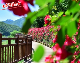 [C-29B] 단양 소금정 장미터널+만천하스카이워크+구경시장