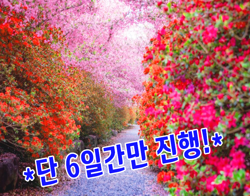 [C-30] 강진 남미륵사 봄꽃+가우도 출렁다리+두륜산 케이블카 무박