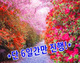 [C-30] 강진 남미륵사 봄꽃+가우도 출렁다리+두륜산 케이블카 무박