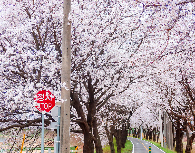 [C-35A] 보은 벚꽃길축제+속리산 솔향공원 스카이바이크