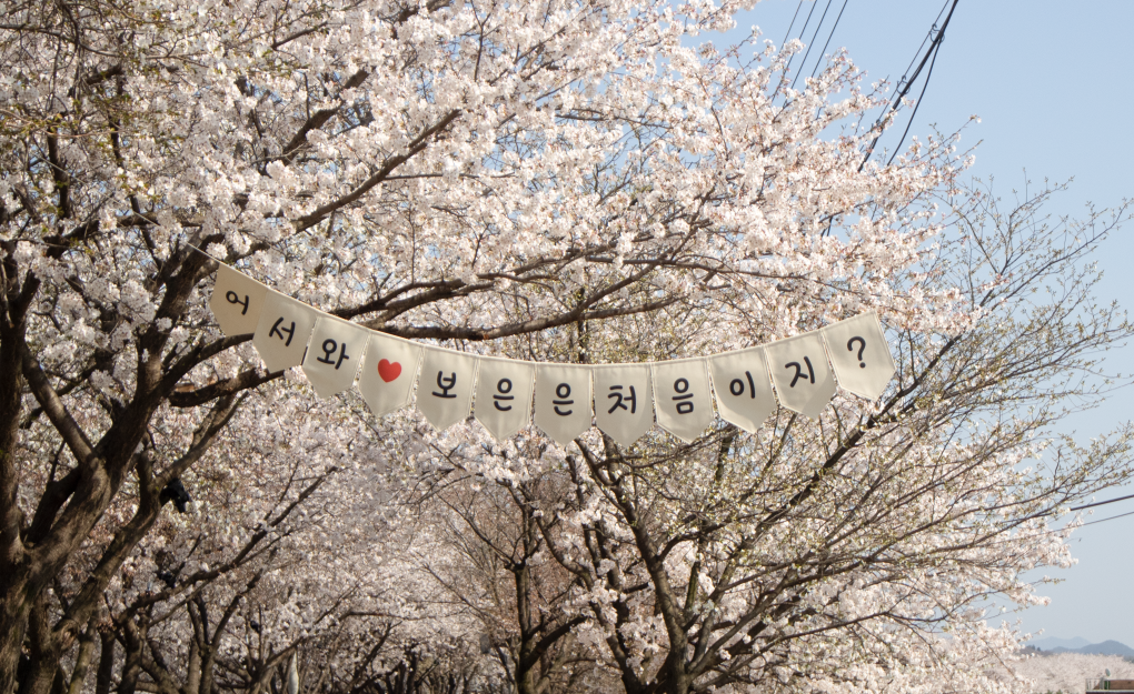 [C-35A] 보은 벚꽃길축제+속리산 솔향공원 스카이바이크