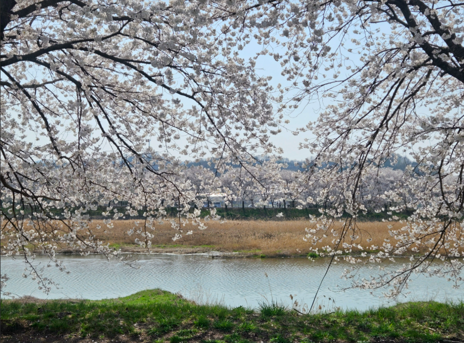 [C-35A] 보은 벚꽃길축제+속리산 솔향공원 스카이바이크