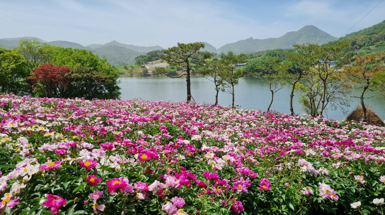 [C-37B] 임실 치즈테마파크 장미축제+옥정호 붕어섬생태공원&출렁다리