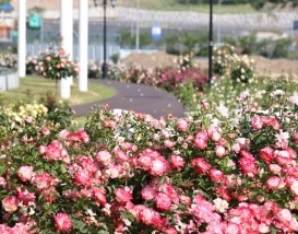 [C-37B] 임실 치즈테마파크 장미축제+옥정호 붕어섬생태공원&출렁다리