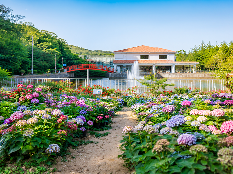 [C-38C] 용인자작나무숲 가을꽃축제+안성금광호수길하늘전망대