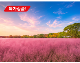 [C-38C] 용인자작나무숲 가을꽃축제+안성금광호수길하늘전망대