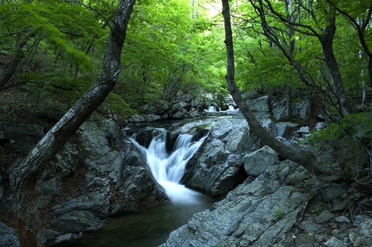 [C-40C] 천상화원 인제 점봉산 곰배령 탐방여행